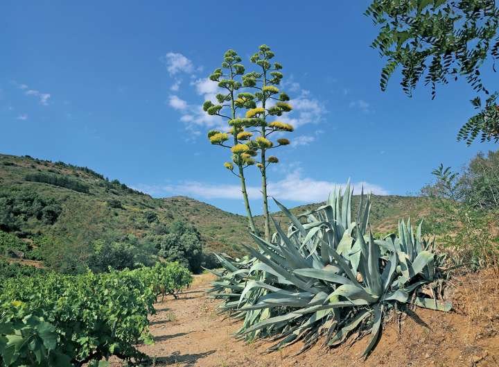 Champs d’agave utilisés pour la production de mezcal au Mexique